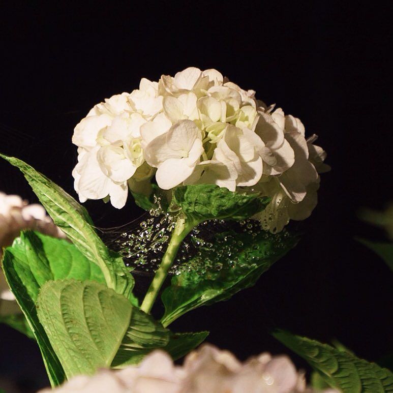 #hydrangea #spiderweb #raindrop #mimurotoji #floodlights #uji is not #kyoto ;) #紫陽花 #クモの巣 #雨粒 #三室戸寺 #ライトアップ #宇治 is not #京都