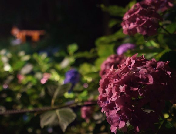 #hydrangea #mimurotoji #floodlights #uji is not #kyoto ;) #紫陽花 #三室戸寺 #ライトアップ #宇治 is not #京都