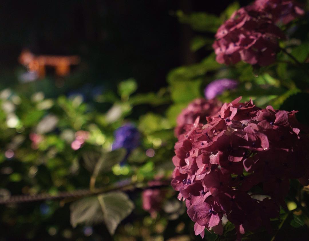 #hydrangea #mimurotoji #floodlights #uji is not #kyoto ;) #紫陽花 #三室戸寺 #ライトアップ #宇治 is not #京都