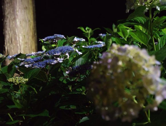 #hydrangea #mimurotoji #floodlights #uji is not #kyoto ;) #紫陽花 #三室戸寺 #ライトアップ #宇治 is not #京都