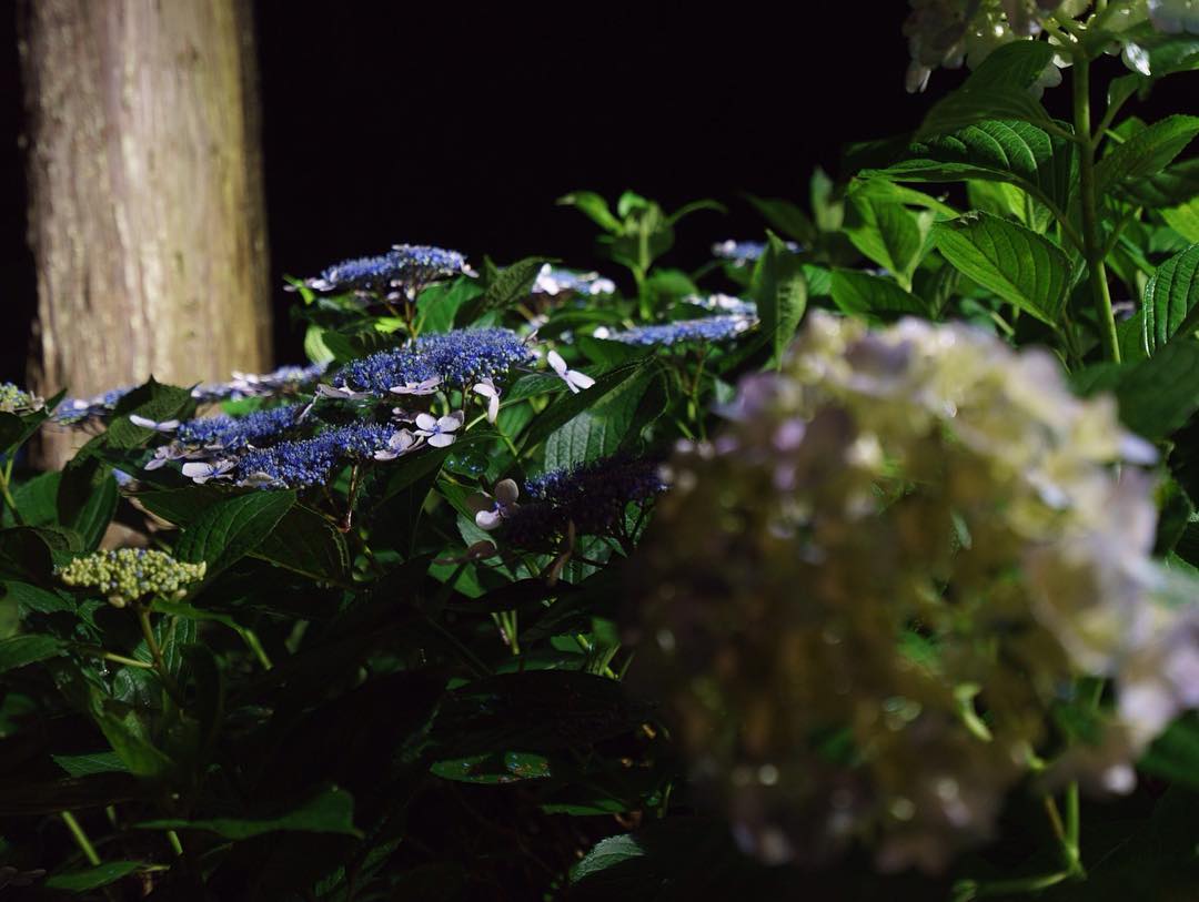 #hydrangea #mimurotoji #floodlights #uji is not #kyoto ;) #紫陽花 #三室戸寺 #ライトアップ #宇治 is not #京都