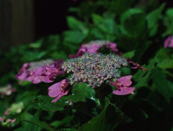 #額紫陽花 #hydrangea #mimurotoji #floodlights #uji is not #kyoto ;) #紫陽花 #三室戸寺 #ライトアップ #宇治 is not #京都