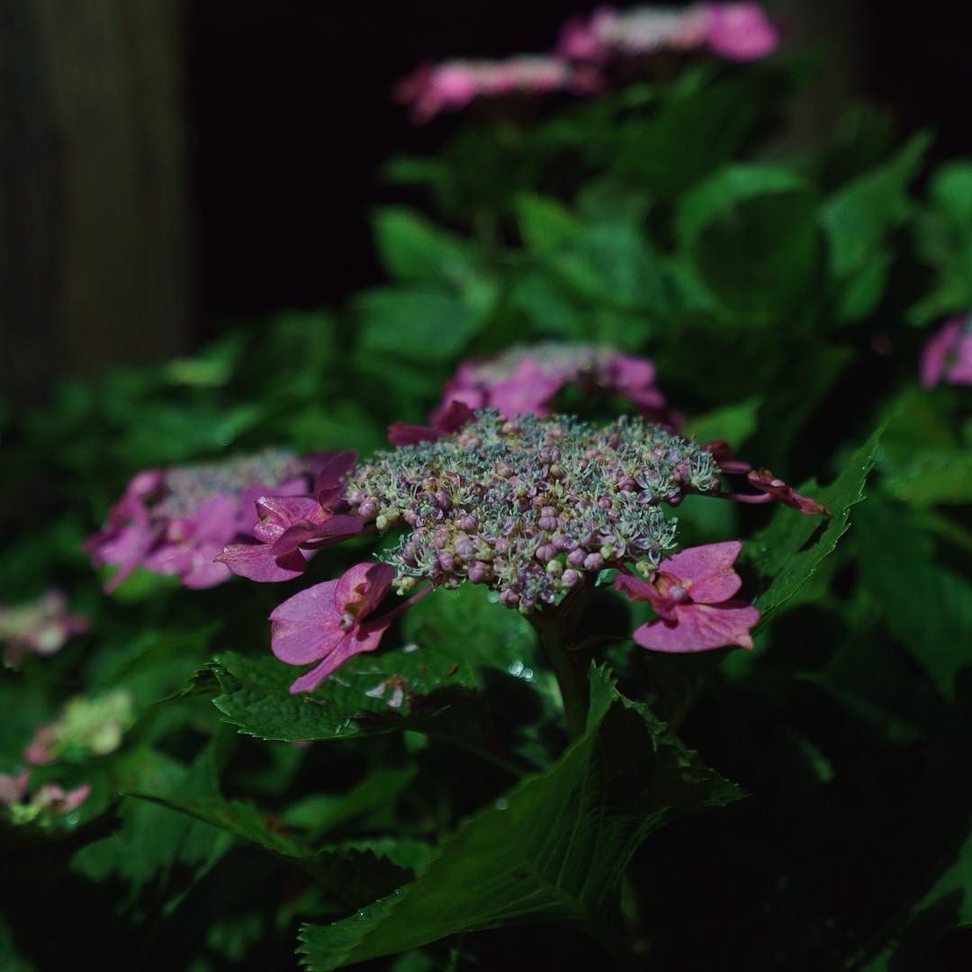 #額紫陽花 #hydrangea #mimurotoji #floodlights #uji is not #kyoto ;) #紫陽花 #三室戸寺 #ライトアップ #宇治 is not #京都