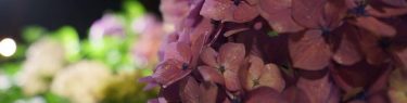 雨後の #紫陽花 が艶っぽく写ってお気に入り ;) #hydrangea #mimurotoji #floodlights #uji is not #kyoto ;) #三室戸寺 #ライトアップ #宇治 is not #京都