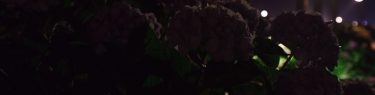 #hydrangea #silhouette #mimurotoji #floodlights #uji is not #kyoto ;) #紫陽花 #シルエット #三室戸寺 #ライトアップ #宇治 is not #京都