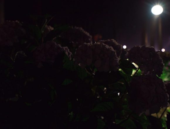 #hydrangea #silhouette #mimurotoji #floodlights #uji is not #kyoto ;) #紫陽花 #シルエット #三室戸寺 #ライトアップ #宇治 is not #京都