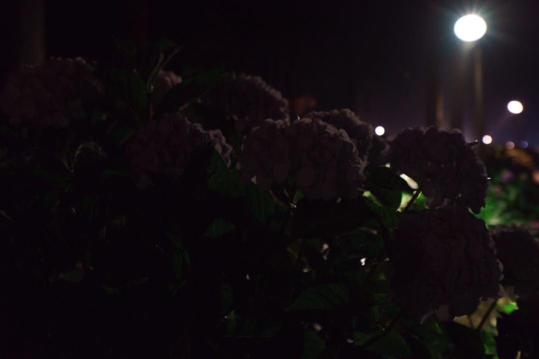 #hydrangea #silhouette #mimurotoji #floodlights #uji is not #kyoto ;) #紫陽花 #シルエット #三室戸寺 #ライトアップ #宇治 is not #京都